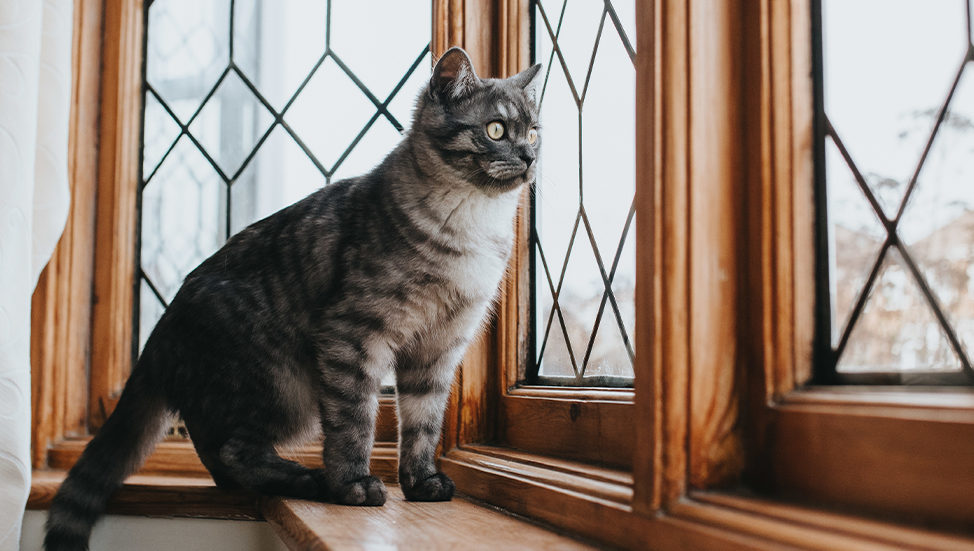 Ask Dr. Jenn: Why does my cat make chirping noises when she looks out the window?